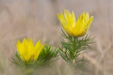 Frühlings-Adonisröschen (Adonis vernalis)