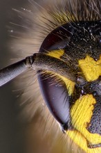 Insektenporträt