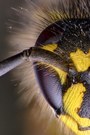 Insektenporträt
