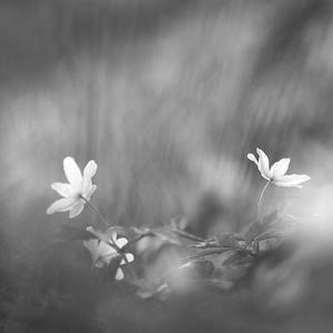 Stille