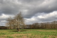 Baum im Neuland