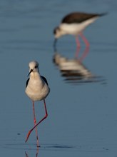 Stelzenläufer beim Seitwärtslauf