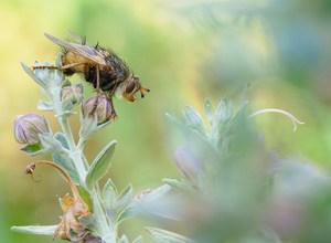 Igelfliege (Tachina fera)