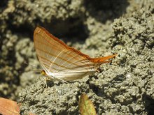 Marpesia berania