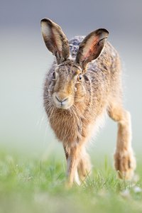 verspäteter Osterhase