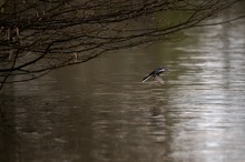 Bachstelze im Flug