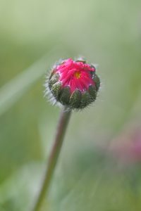 "schlafendes" Gänseblümchen