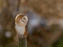 Schleiereule beim Sonnenbad