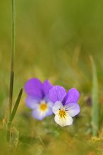 Viola Tricolor