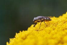 Stomorhina lunata - weiblich