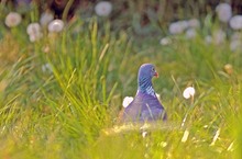 Tauben im GRas...