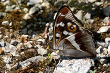 Ein Grosser Schillerfalter