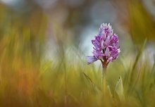 Orchis militaris ...,