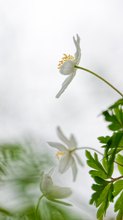 Frühling im Buchenwald