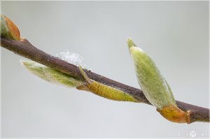 Raupe vom Großer Schillerfalter (Apatura iris) mit Schnee