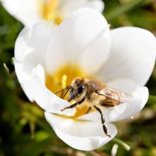 Bienchen