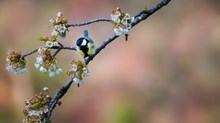 Meise mit Kischblüten