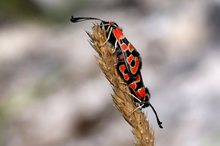 Zygaena fausta