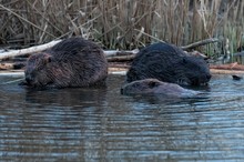 Das schwarze Schaf in der Familie...