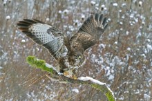 Bussard