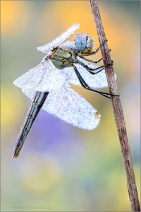 Frühe Heidelibelle (Sympetrum fonscolombii)