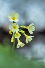 Eine Schlüsselblume