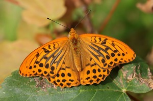 Argynnis paphia, der Kaisermantel