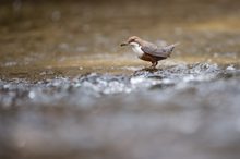 Wasseramseln bei Nahrungsbeschaffung