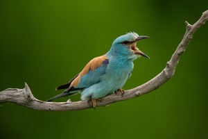 Blauracke (Coracias garrulus)