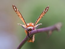 Noch eine Ansicht vom Birkenspinner