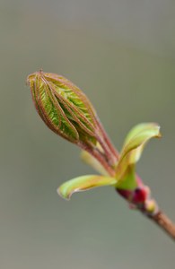 Frühlingserwachen