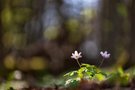 Frühlingsleuchten im Wald