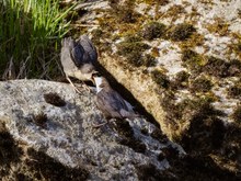 Wasseramsel JK beim Futtern