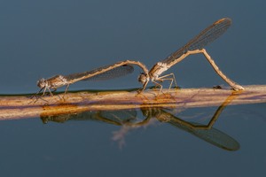 02/2021 (P) Sibirische Winterlibelle