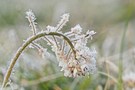 Kalter Morgen im April