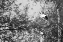 Storch