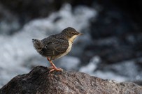 Junge Wasseramsel