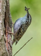 Mahlzeit bei den Gartenbaumläufer