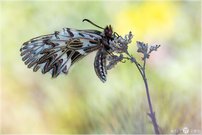 Osterluzeifalter - Zerynthia polyxena