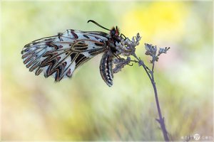 Osterluzeifalter - Zerynthia polyxena