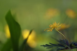 Gelbes Windröschen am Waldboden