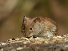 Die Maus der Drachenschlucht