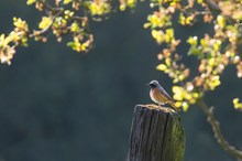 Auf der Obstbaumwiese...