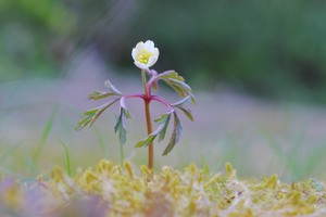 Anemone nemorosa