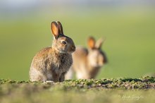 Morgends bei den Wildkaninchen