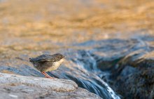 Am kleinen Wasserfall