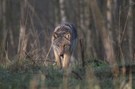 Wolf (Canis lupus)