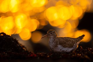 Drosseluferläufer / Spotted Sandpiper / Actitis macularius