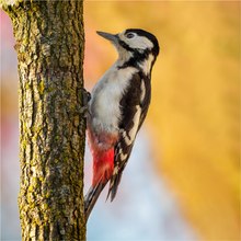 Abendlicher Besuch von Frau Specht