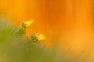 Frühlings-Adonis zum Sonnenuntergang